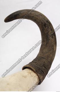 skull antler 0016